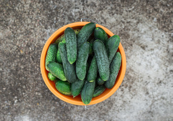 fresh cucumbers in a bucket