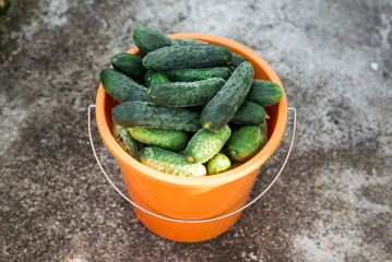 fresh cucumbers in a bucket