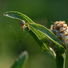 spider on a green leaf close up in the natural environment