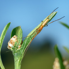 spider on a green leaf close up in the natural environment