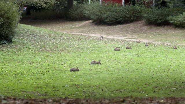 Hasen spielen auf der Wiese im Park