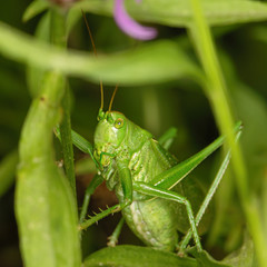 Green grasshopper sitting in green grass in natural environment, close-up