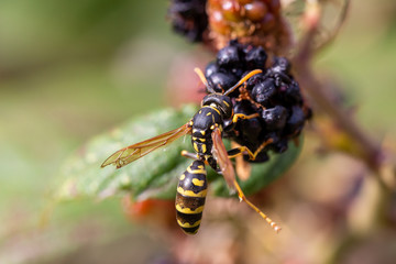 Guêpe