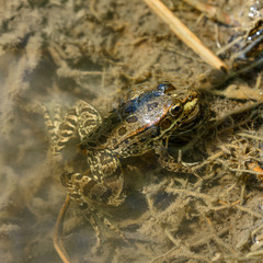 small frog half out of water, close-up in natural environment