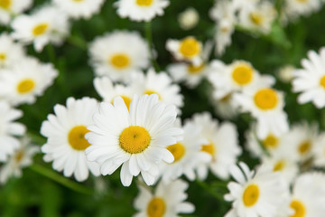 Camomile in the garden close-up. Floral daisy natural background