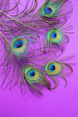 Obraz premium Peacock feathers lie on a lilac background .Vertical orientation.