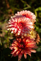 Orange and pink dahlia flowers illuminated by the sun.