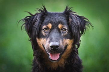 Fototapeta premium Black dog portrait