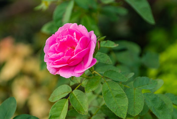 Pink rose in green background.