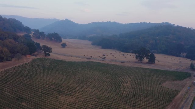 Napa, California, USA. 22 August 2020. Vineyard & forest.  LNU Lightning Complex Fire that ravaged the Napa, Sonoma, Lake and Solano counties.