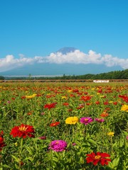 Fototapeta na wymiar Lake Yamanaka Flower Park