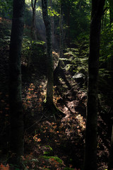 キツネノカミソリの群生地　　大栗山