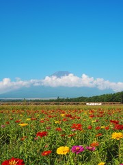 Lake Yamanaka Flower Park