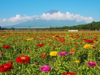 Lake Yamanaka Flower Park