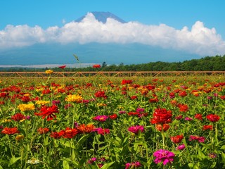 Lake Yamanaka Flower Park