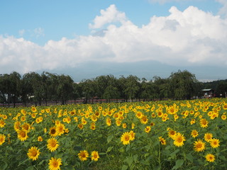 Lake Yamanaka Flower Park