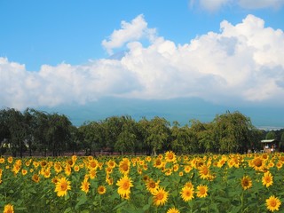 Fototapeta premium Lake Yamanaka Flower Park