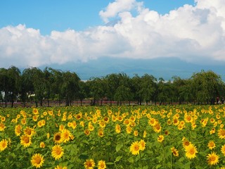 Fototapeta premium Lake Yamanaka Flower Park