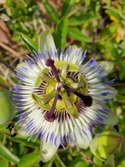 Passiflora