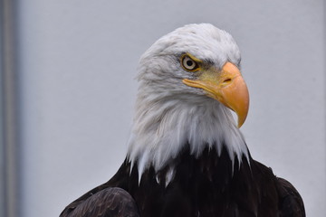 Bald eagle Portrait with white background