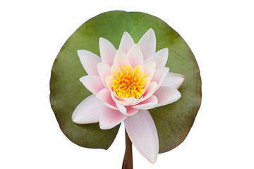 Water lily on a leaf isolated on white background, Lotus flower blooming, top view.