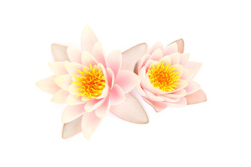 Water lilies isolated on white background, Two Lotus flower blooming.