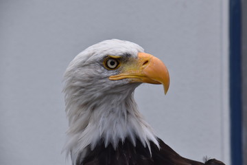 Bald eagle Portrait with white background
