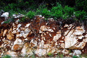 roots breaking stones