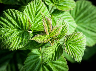 Green rapsberry leaves closeup