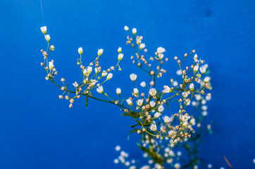 Background with little white flowers on cobalt blue painted board.