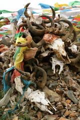 folded carved cow skulls with carved mantra 