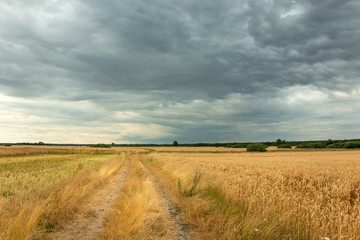 The road through fields with grain and dark clouds in the sky