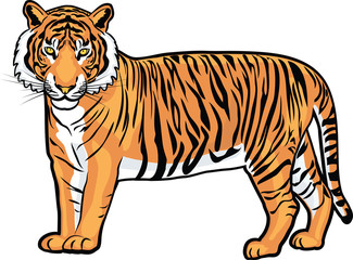 Tiger (whole figure) vector illustration