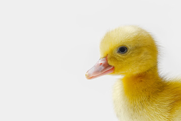 Few days old yellow duckling isolated close-up.