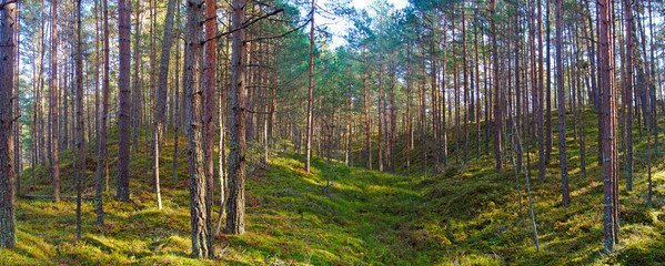 Forest on dunes