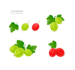 Gooseberry vecltor illustration. Set of gooseberry isolated on white background.