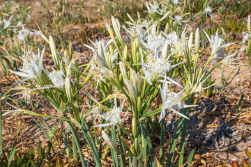 White sea lilies along the sandy beaches of Salento in Apulia (Italy).
