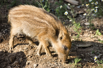 Schnüffelndes Ferkel