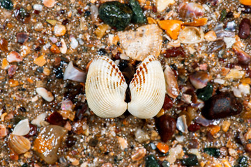 Detailed closeup macro photo of seashells