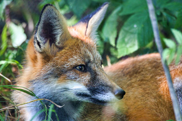 Kleiner Fuchs blickt zurück