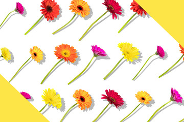 Floral arranged composition with different colors gerbera flowers with shadow on white background. Flat lay pattern, top view.