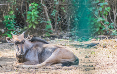 A wild buffalo is resting