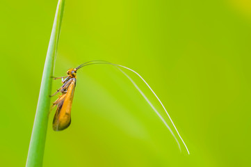 a Small butterfly insect on a plant in the meadow