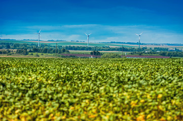 green meadow soy beans with Wind turbines generating electricity