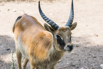 Wild deer with beautiful horns