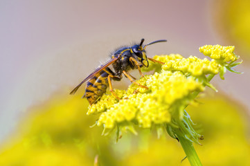 a Small wasp insect on a plant in the meadow