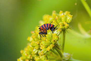 a Small beetle insect on a plant in the meadow