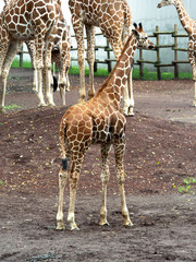 キリン © moonrise