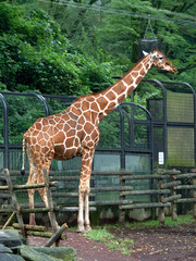 キリン © moonrise