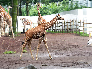 キリン © moonrise